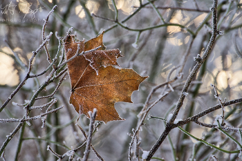 &nbsp; / Ein gefrorenes Blatt im Winter.
