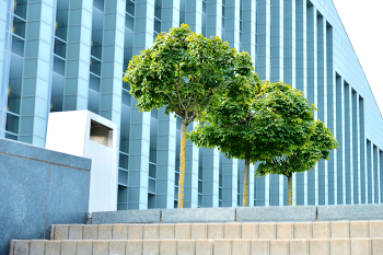 Зеленые насаждения / Рига