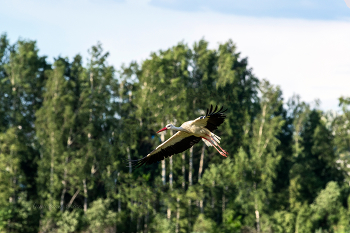 Аист белый. / ***