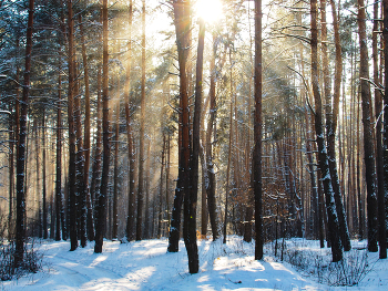 Мороз и солнце... / ***
