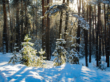 Волшебный лес. / ***