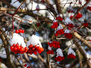 Калина красная / ***