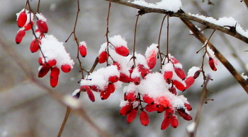 Барбарис / Ягоды зимой