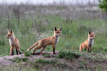 Насторожились / ***