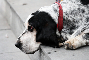 Собачьи думы / ***