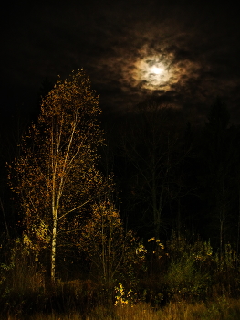 Лес в смешанном свете . / При фонарях и пр. осветителях .