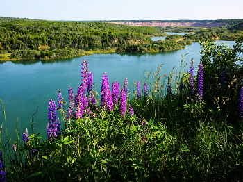 Утренний пурпур . / Люпины у старого карьера .