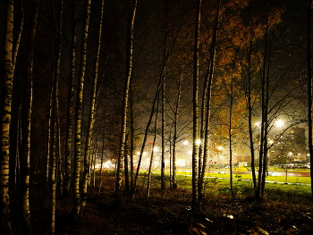 Вечернее прикосновение . / Вид на город из леса .