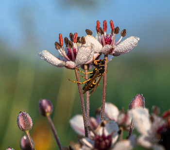 Спит оса. / ***