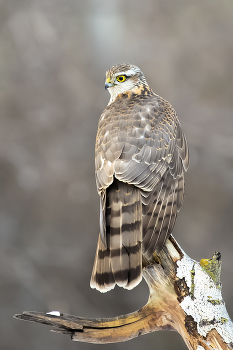 Ястреб / ястреб перепелятник самка