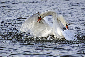 Слились воедино / ***