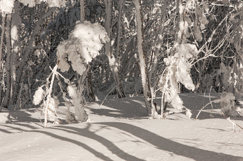 Двое в снежном лесу / Красноярский край