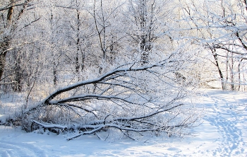 Иней на растениях / Всё в инее