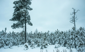 новогодний лес / новогодний лес