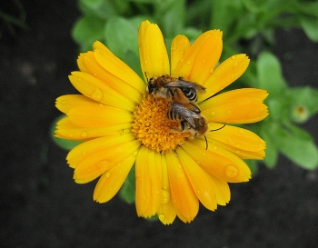 На двоих / ***