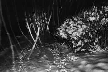 Жизнь вокруг / ***