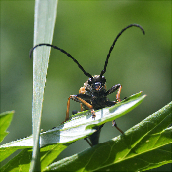 Тяжелый взгляд. / Усач красный - Leptura rubra. Летает с июля по август. самцы часто встречаются на зонтичных растениях. Самки имеют красные надкрылья. Личинки развиваются в пнях хвойных деревьев.