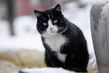 "Котик - тепленький животик" / Вероятно, домашний кот — метис (беспородная кошка) — вышел на прогулку, чтобы пообщаться с дворовыми котами.
Чёрно-белый окрас (биколор) очень распространён среди беспородных кошек. Есть подозрение, что это смесь британского короткошёрстного кота с европейской короткошёрстной кошкой.