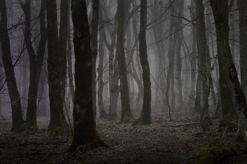 Туманное утро / Зимний лес