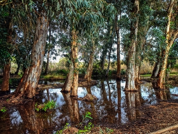 &nbsp; / Amposta - Ullals de Baltasar - Montsià