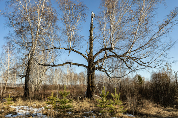 Местная королева / ***