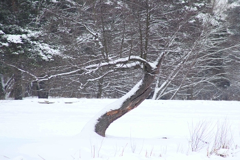 Дерево знак вопроса / Причудливые формы деревьев