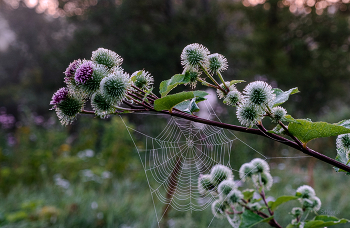 Репейник. / Лекарственное растение