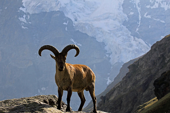 Кавказский тур / Кавказ, Безенги. Стоянка Баран-Кош