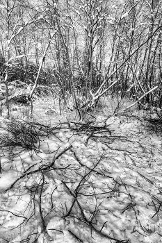 Жизнь вокруг / ***