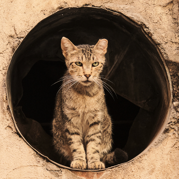 больше котегов, хороших и разных / ***