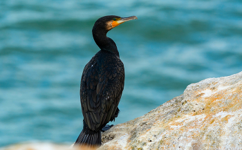 зеленоглазый / на Генеральских Пляжах