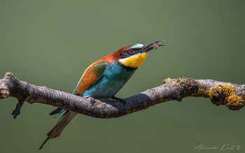Пчела на перекус / Золотистая щурка с небольшой добычей.