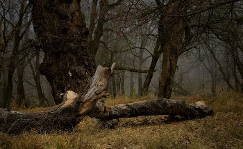 Туманное утро / Зимний лес