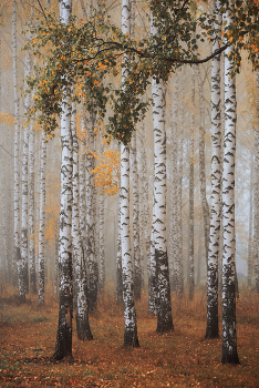 Туманное утро / Nikon D750 70-300mm f/4.5 ISO400