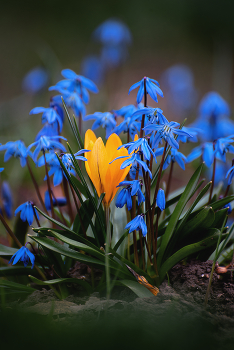 Весенний контраст / ***