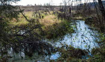 Болото. / ***
