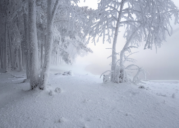 У морозной реки / Иней на деревьях в мороз Енисея