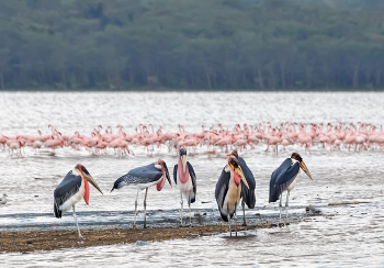 Затевают недоброе / ***