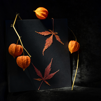 Этюд с физалисом VI / 2025