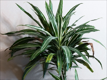 продам пальму / самовыносом