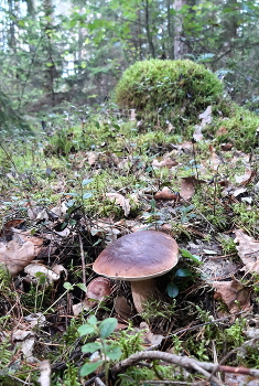 Белый / Приятная находка