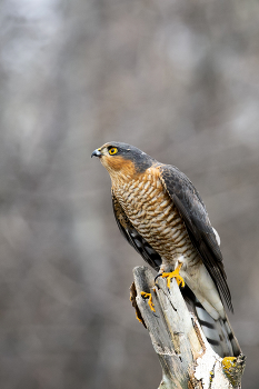 На изготовке / ***