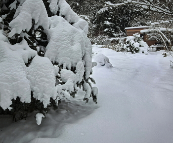 Снежная целина / Снежная целина на даче. Через полчаса ёлочки и другие существа были спасены