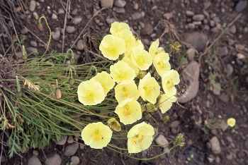 Полярные тюльпаны / Полярные тюльпаны в районе г. Жиганск в июле