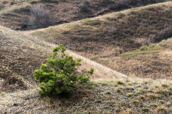 Диагонали степных холмов / ***