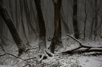 Туманное утро / Зимний лес