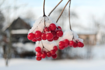 Под пуховым одеялом / Калина красная под январским снегом