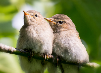 Птенчики пеночки. / Пеночки - мелкие птички.
Момент съёмки ловила между листьев , ветер был не слабый, листья перекрывали птах.. а птенчики ждали родителя с кормом.