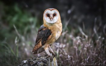 Черноглазая / Большая удача - встреча с сипухой на открытой местности днем.