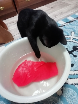 кот полоскун / кот любит воду